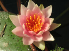 Nymphaea solfatare winterharte gebraucht kaufen  Schmidmühlen