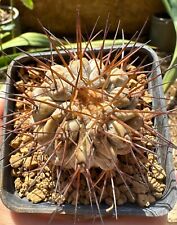 Copiapoa haseltoniana. own usato  Valdastico