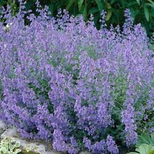 Nepeta faassenii kit for sale  BELPER