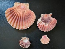 Conchiglia shell pecten usato  Piombino