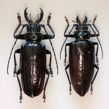 Anthracocentrus capensis 65mm for sale  WOKING