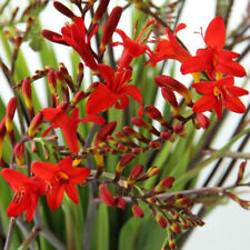 Crocosmia montbretia lucifer for sale  WOLVERHAMPTON