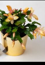 Yellow christmas easter for sale  BARKING
