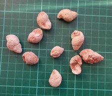 Fossilised gastropods specimen for sale  MANCHESTER