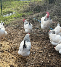 Light sussex hatching for sale  CARMARTHEN