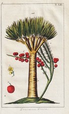 Drago Canario Dracaena Draco Grabado Botánico Wilhelm Grabado En Cobre comprar usado  Enviando para Brazil