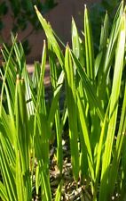 Medjool date palm for sale  Las Vegas