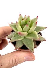 Echeveria agavoides usato  Napoli