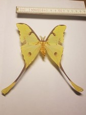 Argema mimosae männchen gebraucht kaufen  Halle