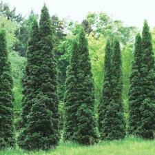 Thuja green giant for sale  Mcminnville