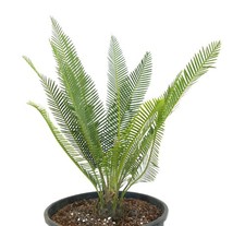 Dioon edule valles usato  Italia