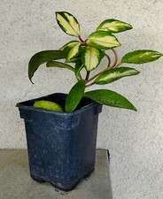 Hoya carnosa compacta d'occasion  Gien