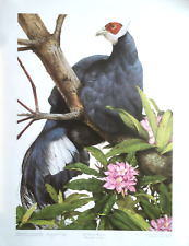 Blue eared pheasant for sale  TYWYN
