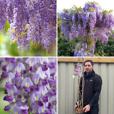 Wisteria climbing plant for sale  LEICESTER