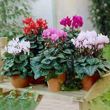 Cyclamen potted plants for sale  UK