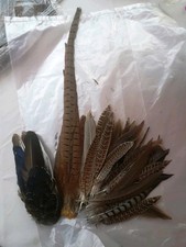 Stk jagdfasan bürzel gebraucht kaufen  Bayreuth