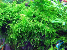 Weeping moss vesicularia for sale  Forney
