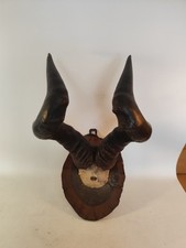 Kuhantilope hartebeest hörner gebraucht kaufen  Grünhainichen