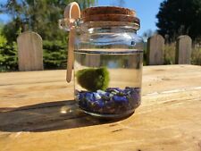 Marimo moss ball for sale  SKEGNESS