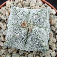 Astrophytum myriostigma 4.7cm for sale  EASTBOURNE