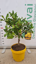 Pianta limone bonsai usato  Altamura
