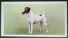 Smooth haired fox for sale  DERBY