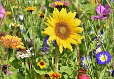 Bienenweide nektar pollen gebraucht kaufen  Bischweier