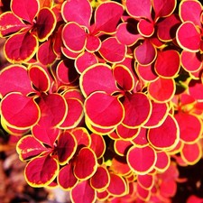 Berberis thunbergii orange for sale  UK
