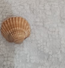 Piccolissima conchiglia guscio usato  Casoria