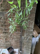 twisted willow for sale twisted willow for sale LONDON