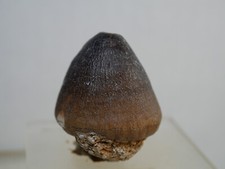 Riginal fossiler globidens gebraucht kaufen  Baienfurt