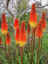 Red hot poker for sale  Lynnwood