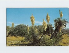 Postcard mojave yucca d'occasion  Expédié en Belgium