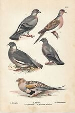 Stampa antica uccelli usato  Lecco