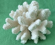 Natural white coral for sale  Henderson