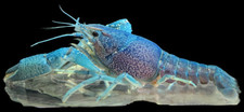 Electric blue crayfish for sale  Naples