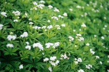 Sweet woodruff plant for sale  GLOGUE
