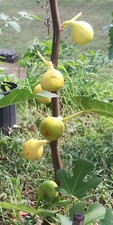 White madeira fig for sale  Parlin
