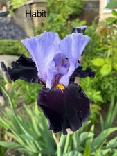 Iris habit hohe gebraucht kaufen  Lütjenburg