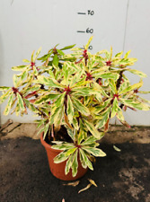 Euphorbia milii variegata usato  Maddaloni