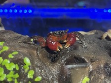 Fiddler crabs pack for sale  Middle Island