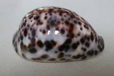 Collection coquillage cypraea d'occasion  Neuville-aux-Bois