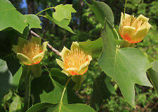 Tulpenbaum liriodendron tulipi gebraucht kaufen  Tauberbischofsheim