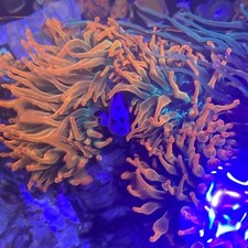 Speckled bubble tip for sale  Evansville
