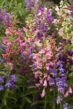 Penstemon barbatus rondo for sale  RICHMOND