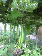 Bottle gourd seed for sale  LONDON