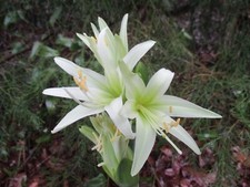 Amaryllis bulb cm. for sale  Greenwood