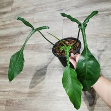 Philodendron joepii rare for sale  Reseda