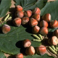 Haselnuss hallesche riesennuss gebraucht kaufen  Detmold