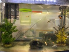 guppy for sale guppy for sale BURGESS HILL